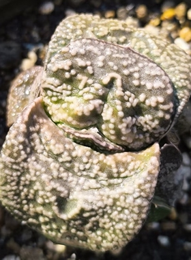 特白疣卧牛多肉深V特隆骨短叶密疣日本进口多肉植物