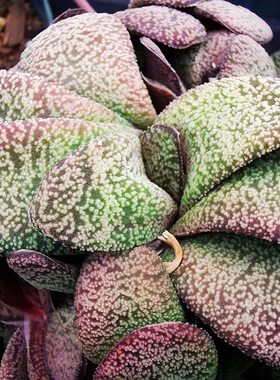 密白疣旋转卧牛多肉zaria南非进口原始种鲨鱼掌属进口多肉植物12