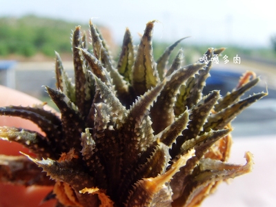 原始种 Haworthia schuldtiana ISI1763 原标 莫瑞沙 寿 瓦苇多肉