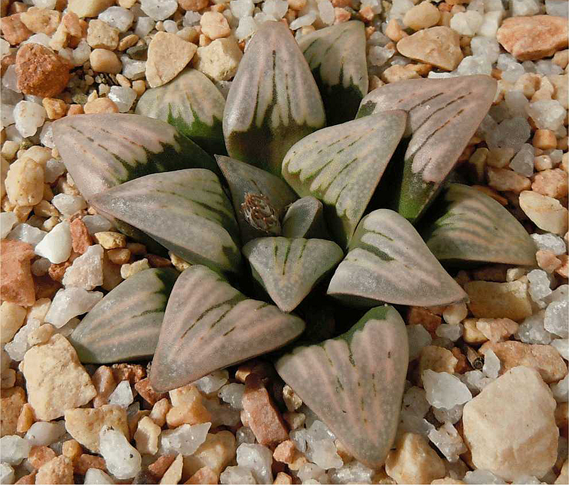白云窗实生寿Haworthia  mutica Drew White X Ginga Tetsud瓦苇