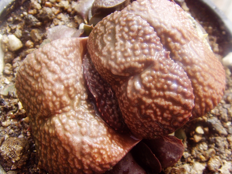 zara肌军配型卧牛多肉植物紫肌短叶隆骨密疣厚叶卧牛实生鲨鱼掌