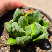 籽播十二卷多肉植物玉露杂交 万象寿或玉扇寿杂交6㎝一物一拍