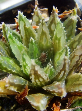 Haworthia modesta CB2500 原始种 透窗 十二卷 瓦苇 进口多肉 寿