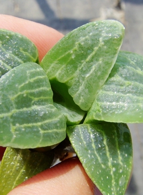 原始 Haworthia pygmaea var. argenteo-maculosa GM448 寿 12卷