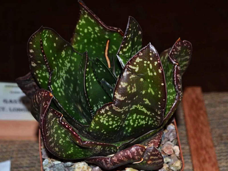 售完欣赏卧牛多肉 Gasteria excelsa Cala 原始种鲨鱼掌 十二卷