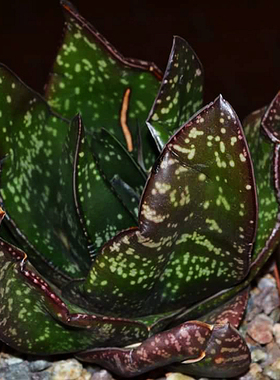 售完欣赏卧牛多肉 Gasteria excelsa Cala 原始种鲨鱼掌 十二卷