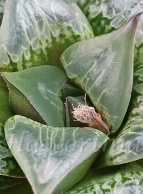 酒吞童子亲本 Haworthia mirabilis var. beukmanii 12卷 瓦苇
