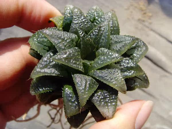 售完欣赏 Haworthia atrofusca aff. 十二 12卷 原始 瓦苇 寿
