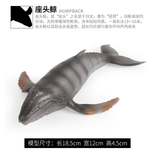 儿童仿真海洋动物玩具模型摆件座头鲸灰鲸锤头鲨虎鲸大白鲨鲸鲨
