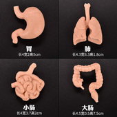儿童早教教具仿真人体器官大脑心脏肠胃肾脏肝脏小模型玩具