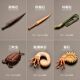 儿童礼物迷你仿真远古生物摆件模型三叶虫菊石角石猛犸象邓氏鱼