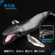 儿童实心仿真海洋海底生物野生动物世界灰鲸座头鲸虎鲸白鲸鲨鱼