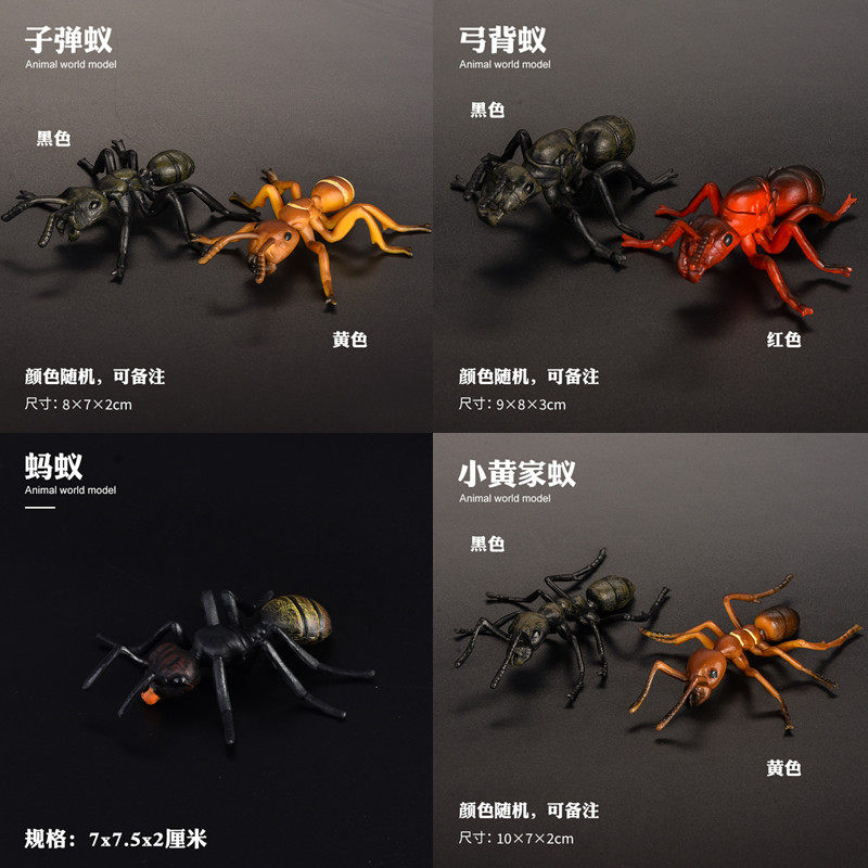 儿童仿真野生动物玩具模型蚂蚁子弹蚁红蚂蚁黑蚂蚁弓背蚁礼物