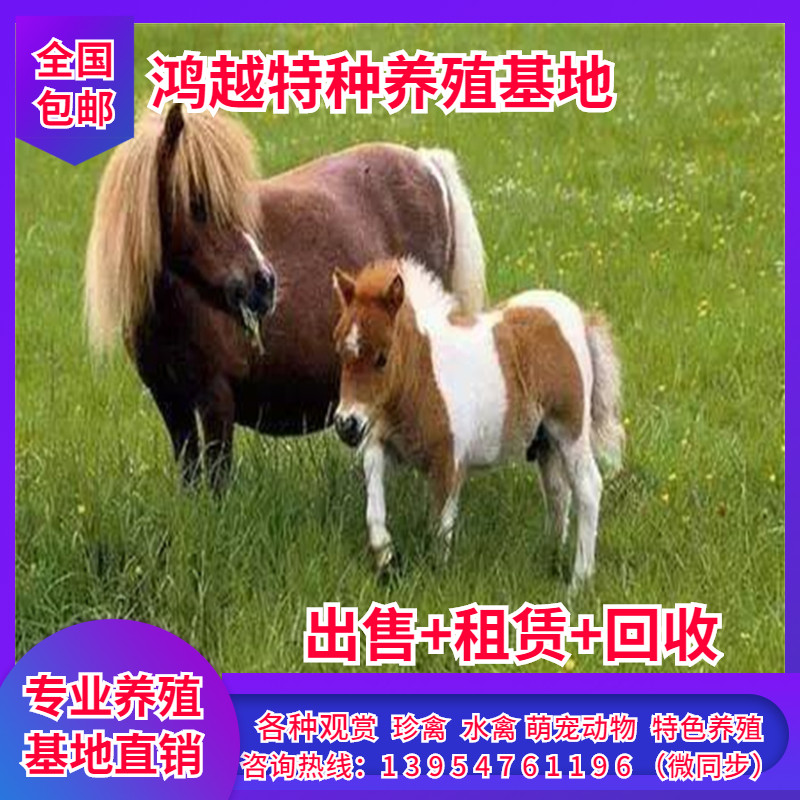 儿童骑乘小矮马 宠物马 设特兰矮马 骑乘马 养殖技术全国包邮