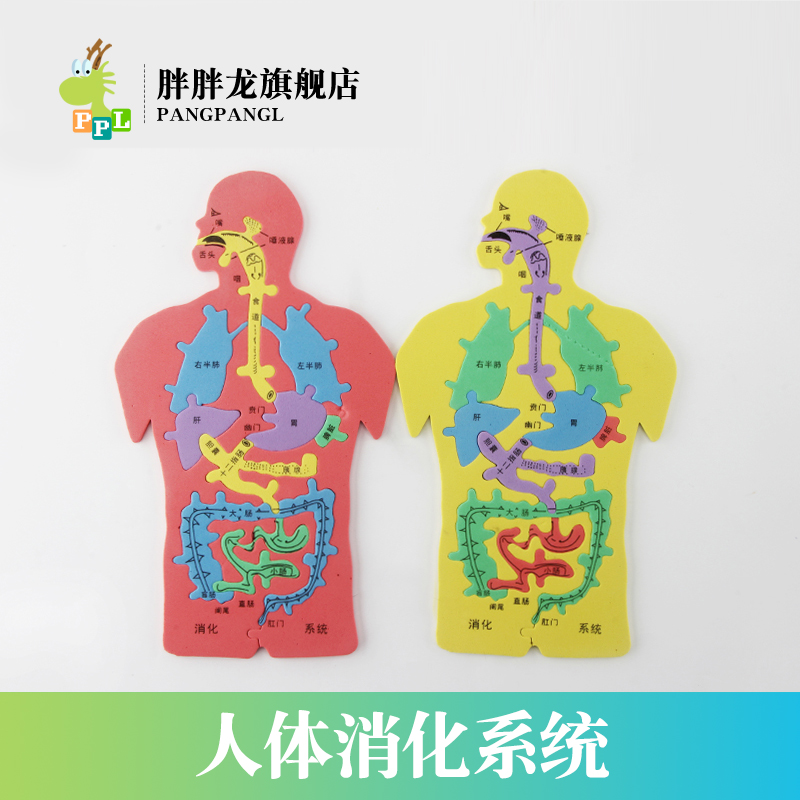 胖胖龙人体器官diyeva科技小制作