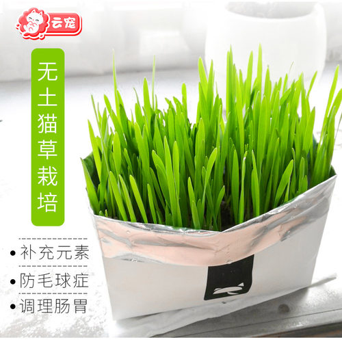 天然猫草种子价格 天然猫草种子图片 星期三