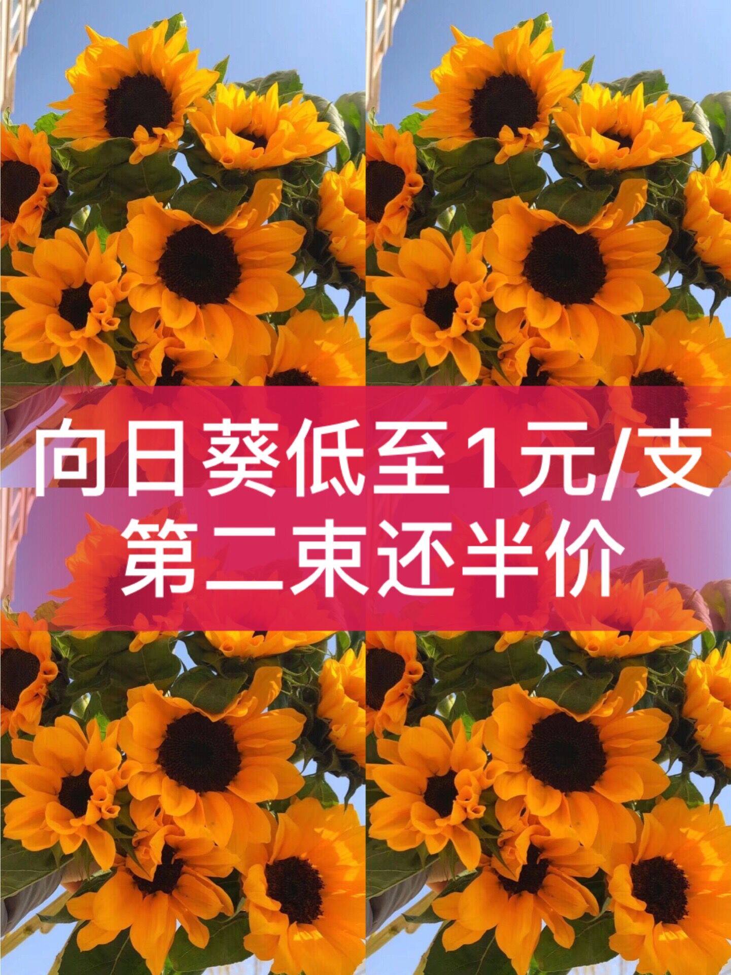 向日葵百合小花束鲜花 价格 怎么样 图片
