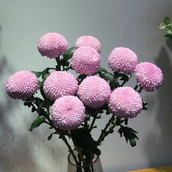 云南基地鲜花一件直发 圣诞节花材  粉色乒乓菊