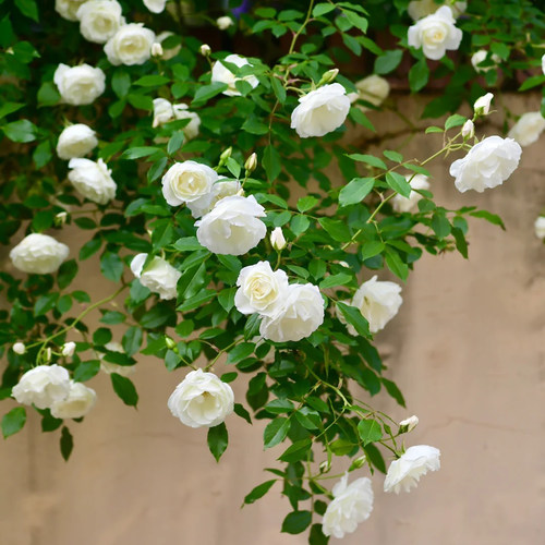 藤冰山蔷薇/玫瑰月季藤本月季