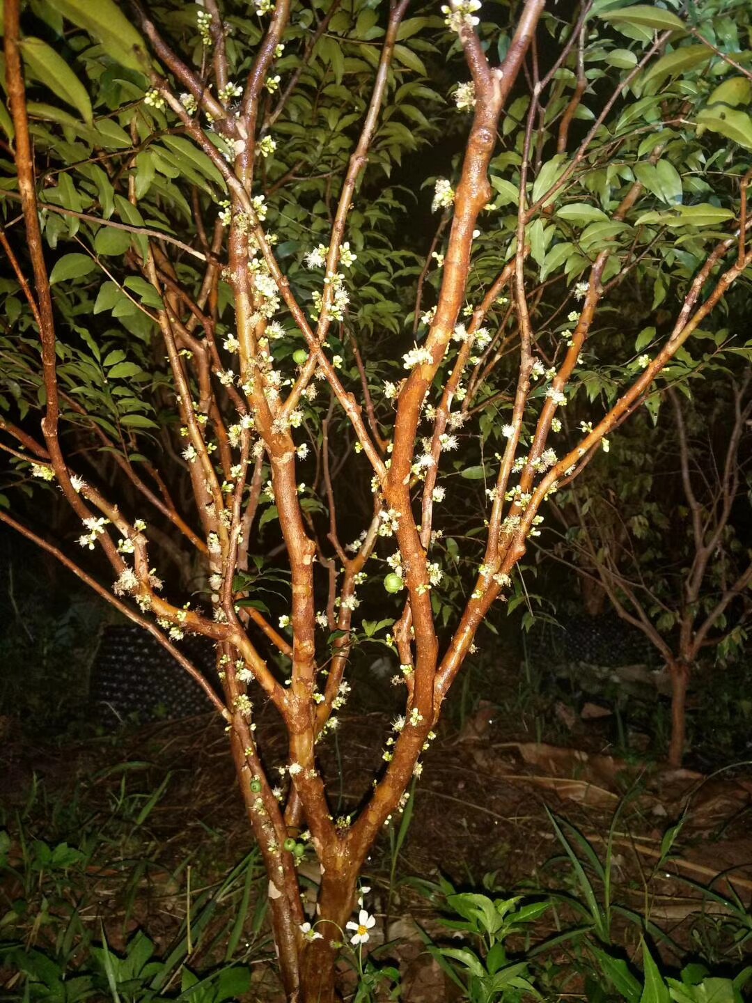 台湾嘉宝果 大果阿根廷结果树 树葡萄 带花果树苗
