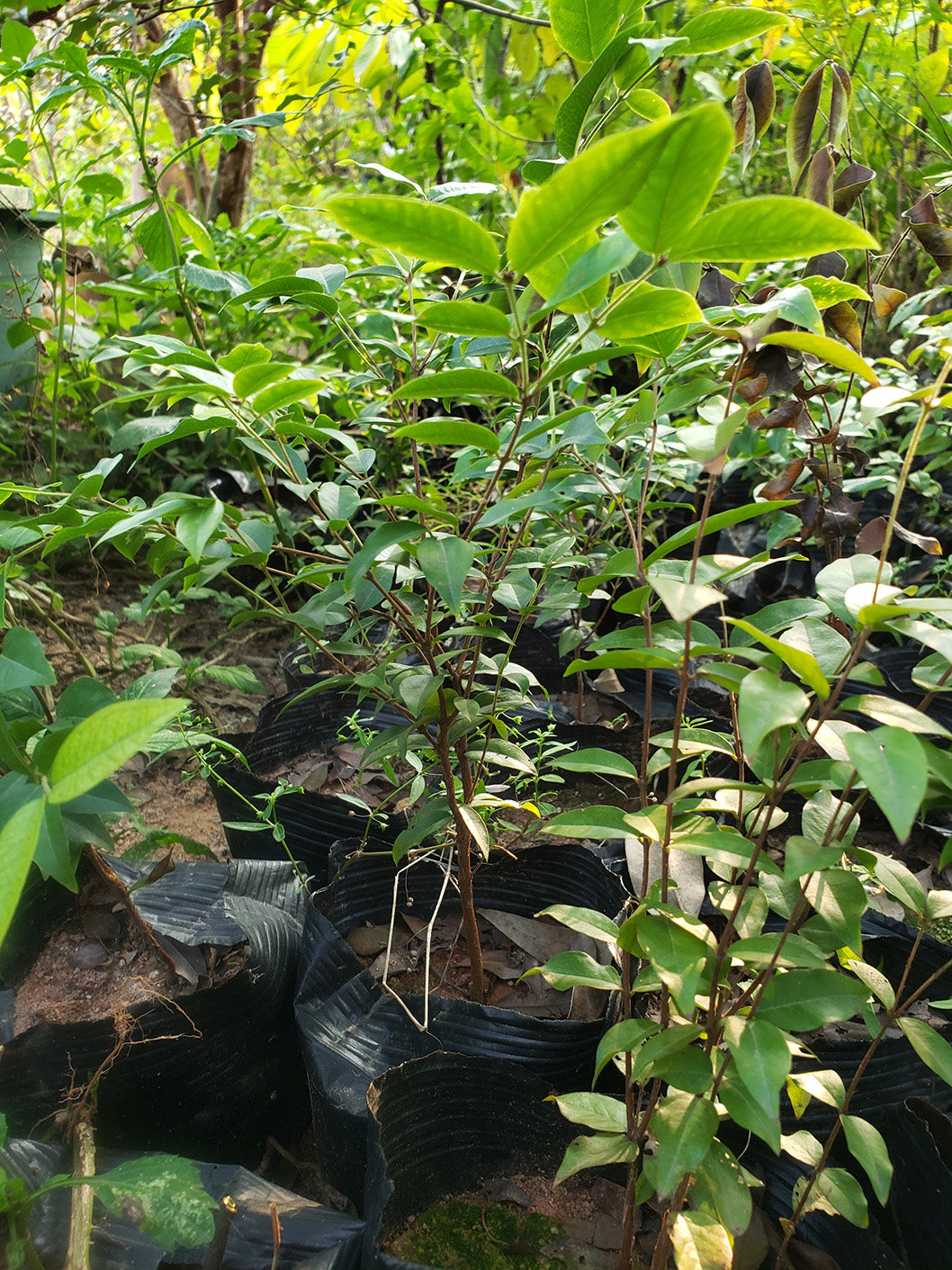 台湾嘉宝果树四季红妃嘉宝果台湾树葡萄红妃原生苗扦插苗四季结果