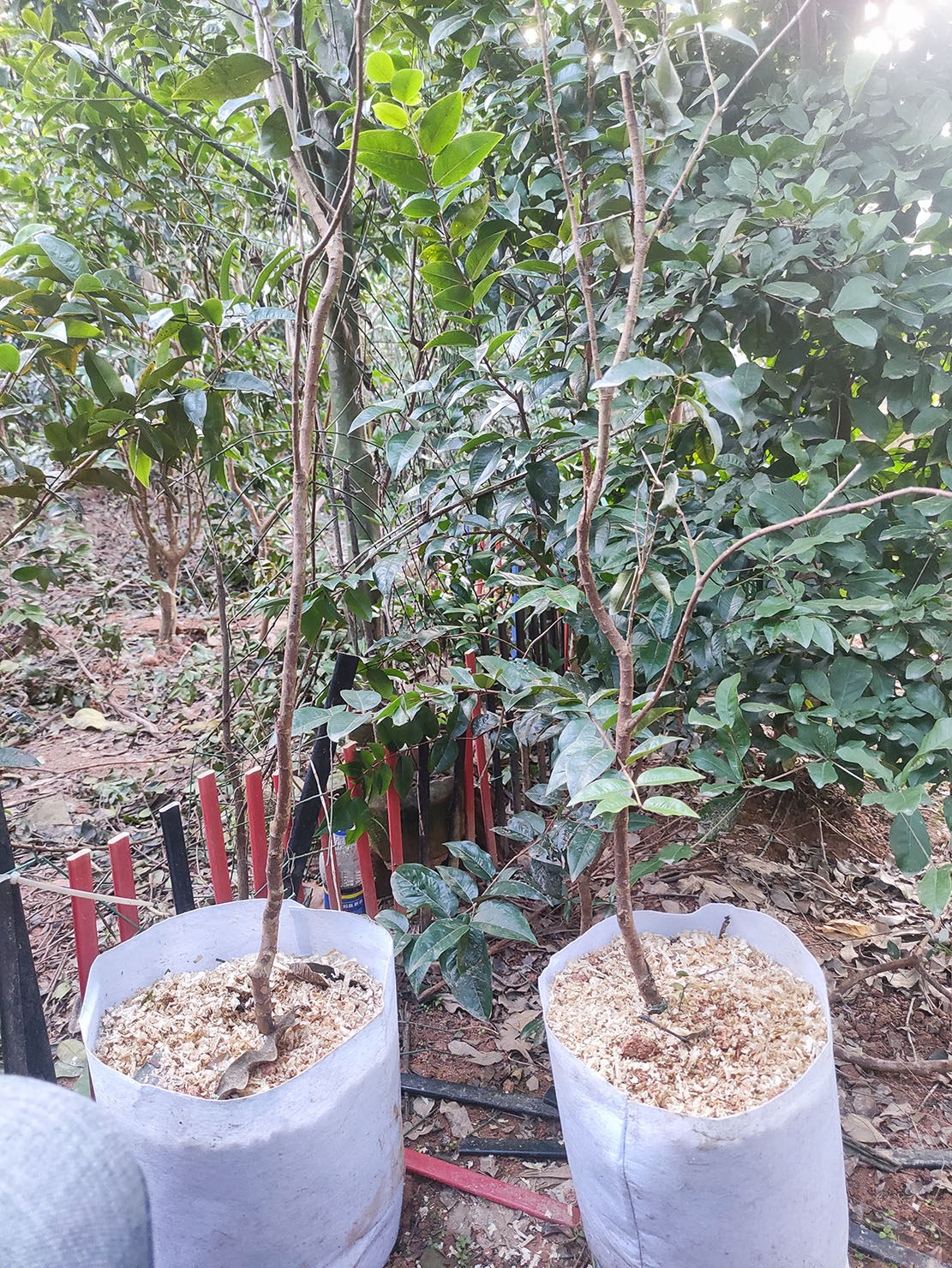 乔尼尔嘉宝果树苗 嘉宝果树  乔尼尔宝果嫁接苗