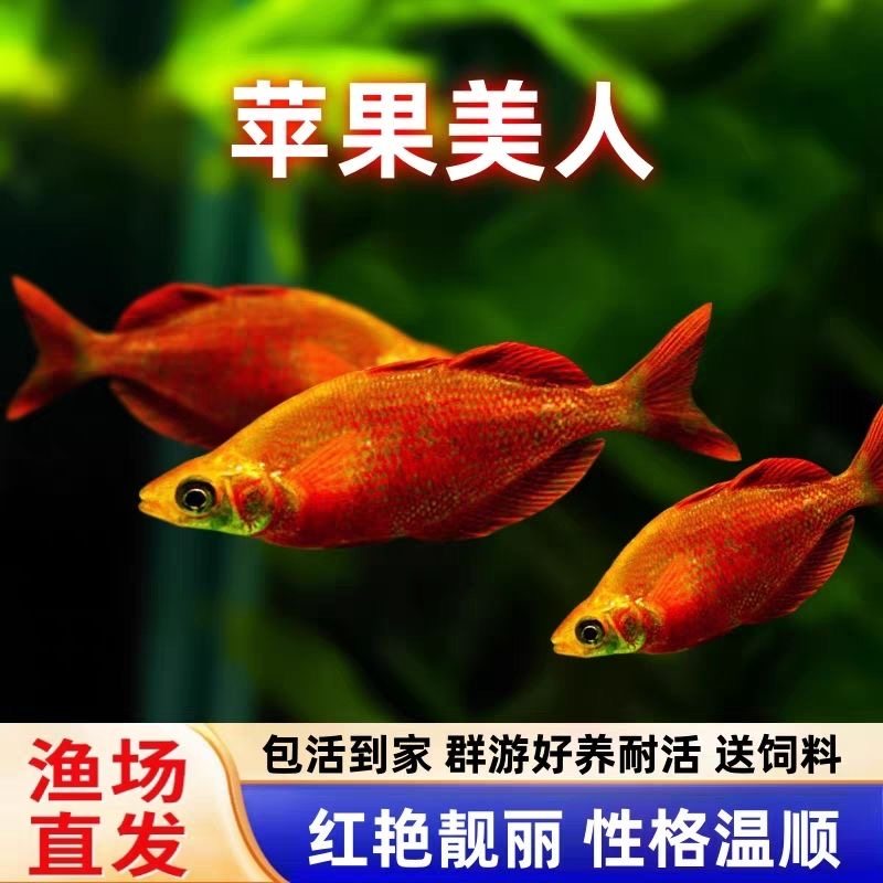 苹果美人鱼热带观赏鱼淡水鱼草缸群游鱼好养耐活红苹果美人鱼活体