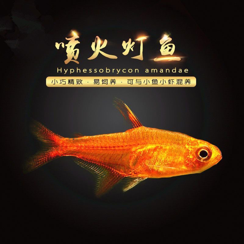 热带鱼观赏鱼小型灯科鱼喷火灯三角灯喷火灯企鹅灯樱桃灯群游灯鱼
