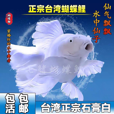 蝴蝶鲤鱼球体短身大鳍长尾冷水鱼锦鲤好养观赏鱼苗活体高端金鱼