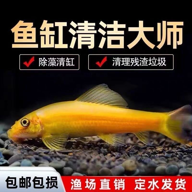 金苔鼠鱼除藻工具鱼鱼缸清洁工除藻清理垃圾大号鼠鱼清道夫观赏鱼
