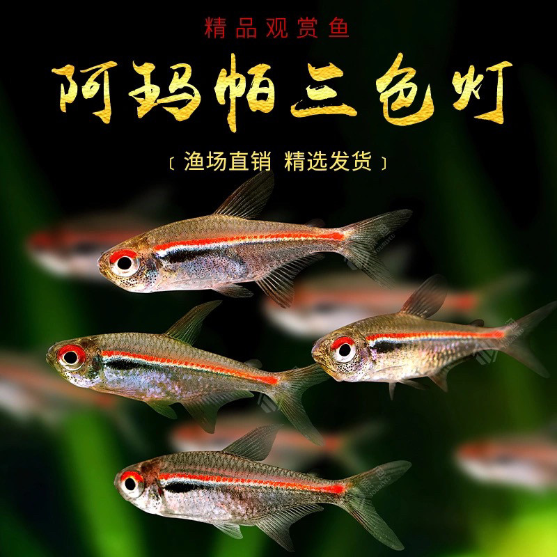阿玛帕三色灯鱼南美阿马帕玛高端小型灯科鱼灯鱼群游观赏小鱼活体
