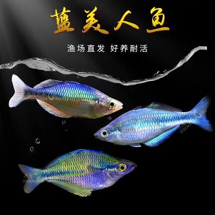 蓝美人鱼石美人鱼彩虹鱼草缸鱼淡水鱼热带鱼观赏鱼活体小热带鱼活