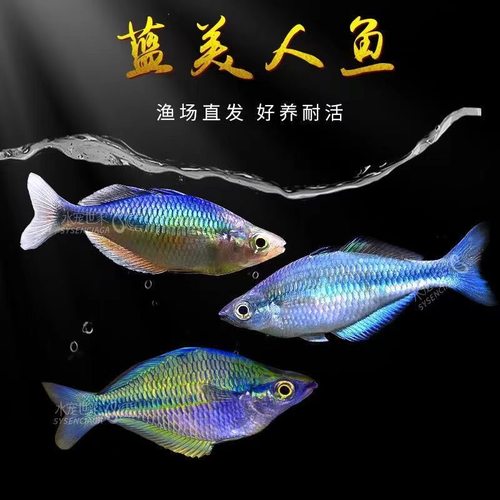 蓝美人鱼石美人鱼彩虹鱼草缸鱼淡水鱼热带鱼观赏鱼活体小热带鱼活
