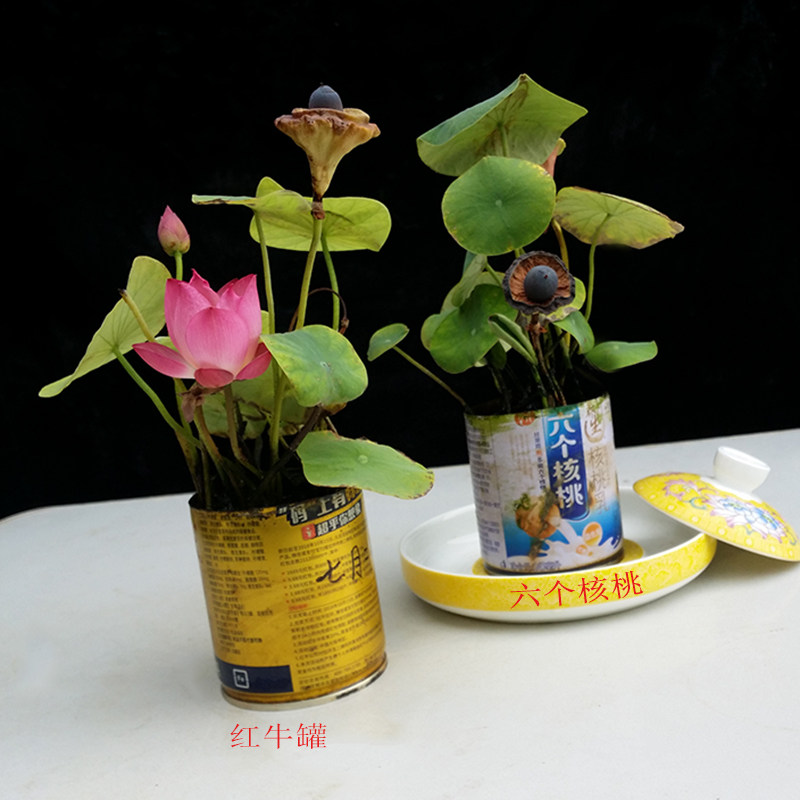 迷你建国碗莲成品苗种根水培植物小型种藕花卉根带花苞易活周劲松