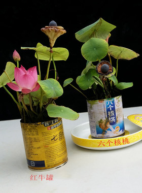 夏季阳台迷你盆栽丰花碗莲易活