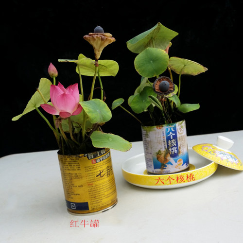 夏季阳台迷你盆栽丰花碗莲易活