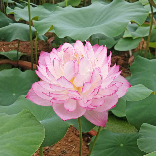 夏秋季阳台窗台庭院变色艳丽碗莲
