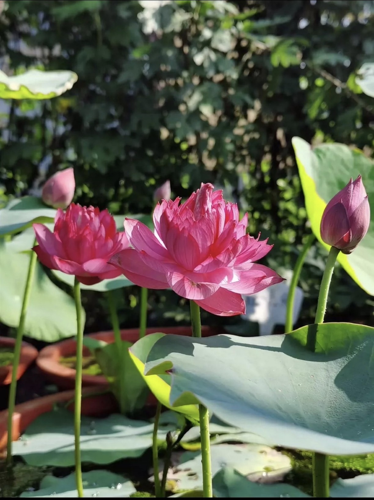 碗莲来宾红绶微型重瓣红色丰花品种包对版包成活阳台水生迷你开花
