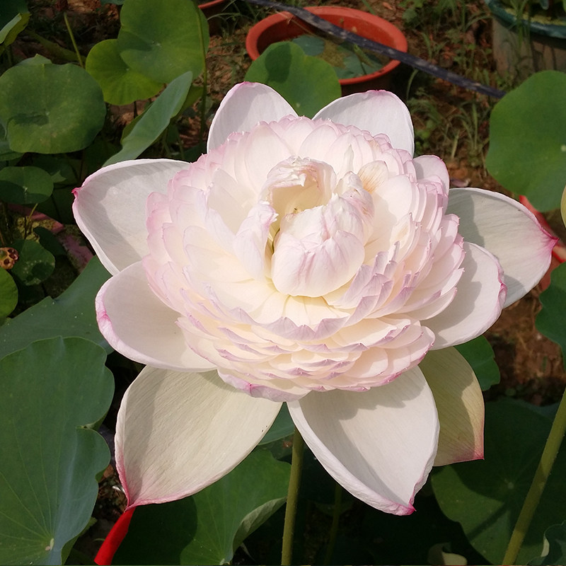巨无霸碗莲种藕裸根非室内阳台庭院楼顶趣味水生花卉植物净化空气