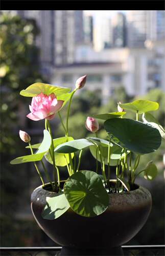 霓裳碗莲种藕微型迷你重瓣小荷花苗根茎带芽水培植物庭院阳台花卉
