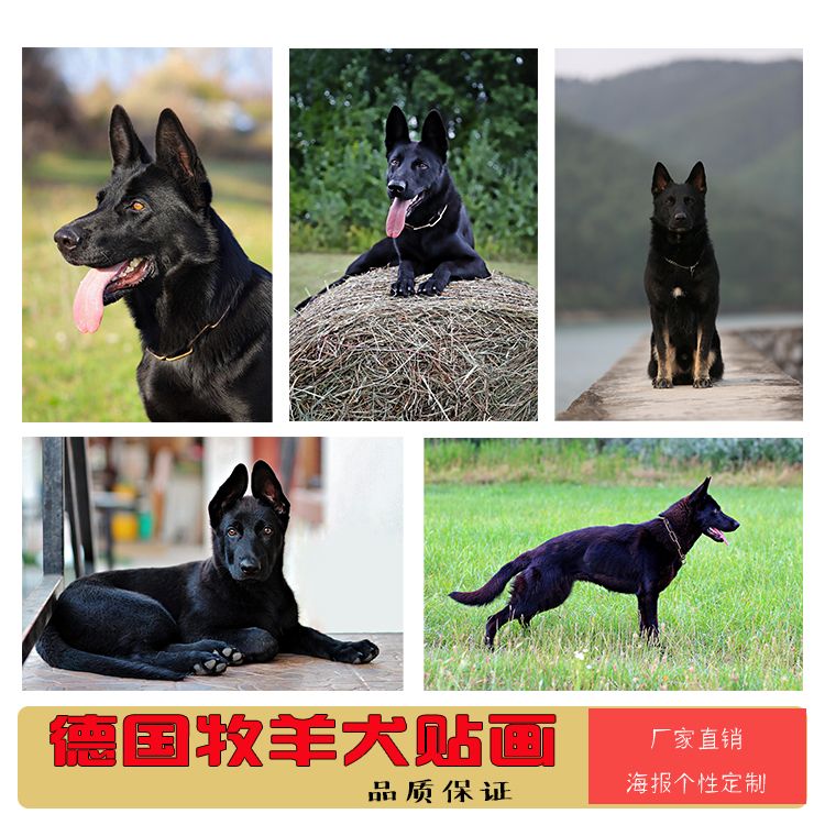 狗狗海报警犬德国牧羊犬客厅卧室自粘贴画动物狼狗图片不干胶贴纸