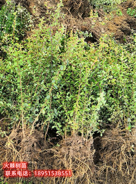 四季常青庭院绿化花卉绿植净化