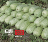 景路真甜早熟甜瓜种子绿皮绿肉高品质高糖度