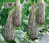 花脆龙甜瓜种子花皮羊角脆类型香瓜种子口感酥脆甜爽多汁易管理