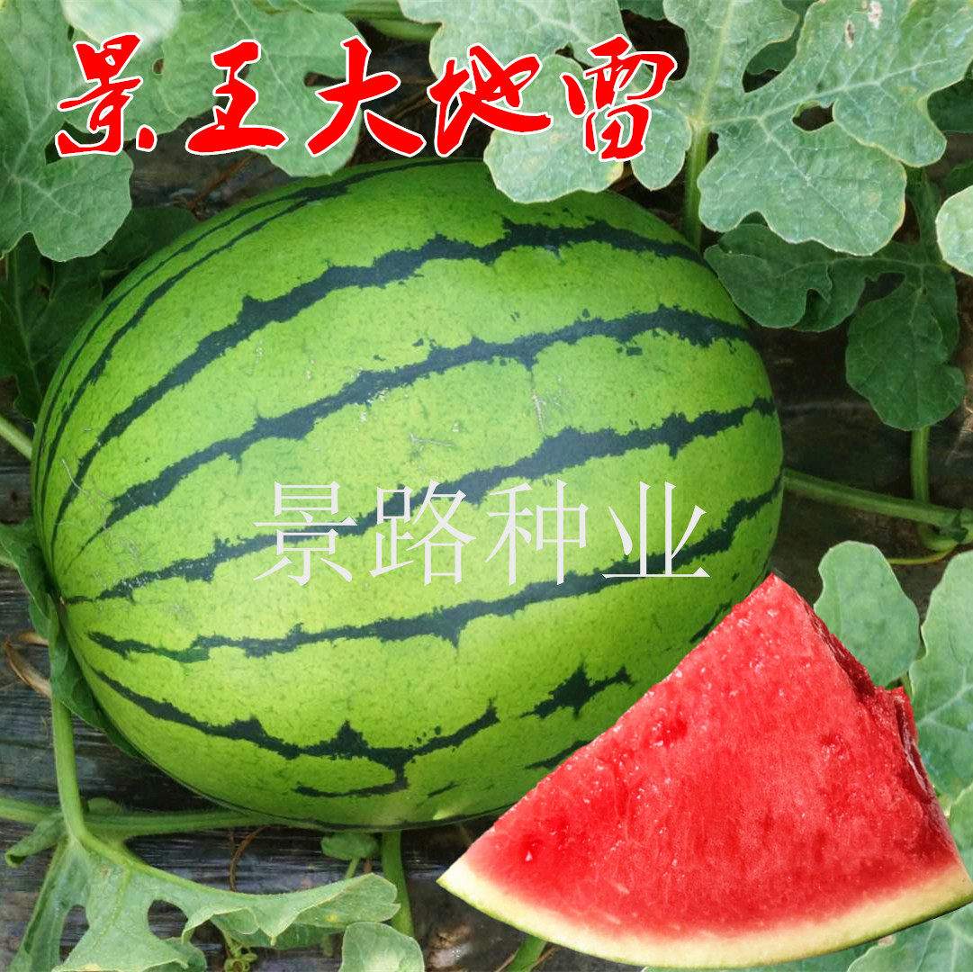 圆形大地雷西瓜籽中熟薄皮耐运输 红瓤 糖度高 水果种子春季包邮