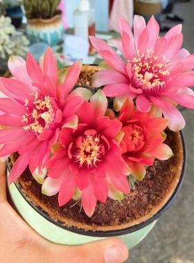 绯花玉仙人球龙王大花彩草办公室内电脑桌面小盆栽会开花的仙人球