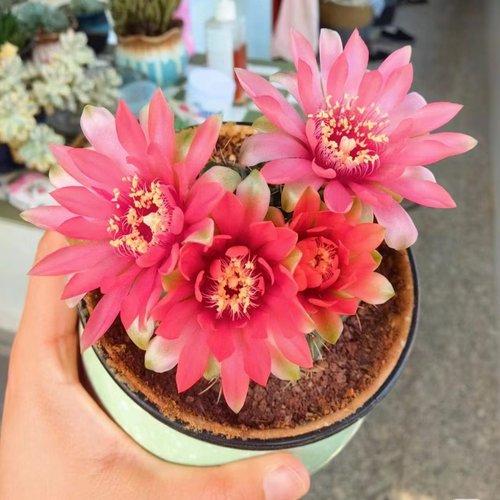 绯花玉仙人球龙王大花彩草办公室内电脑桌面小盆栽会开花的仙人球