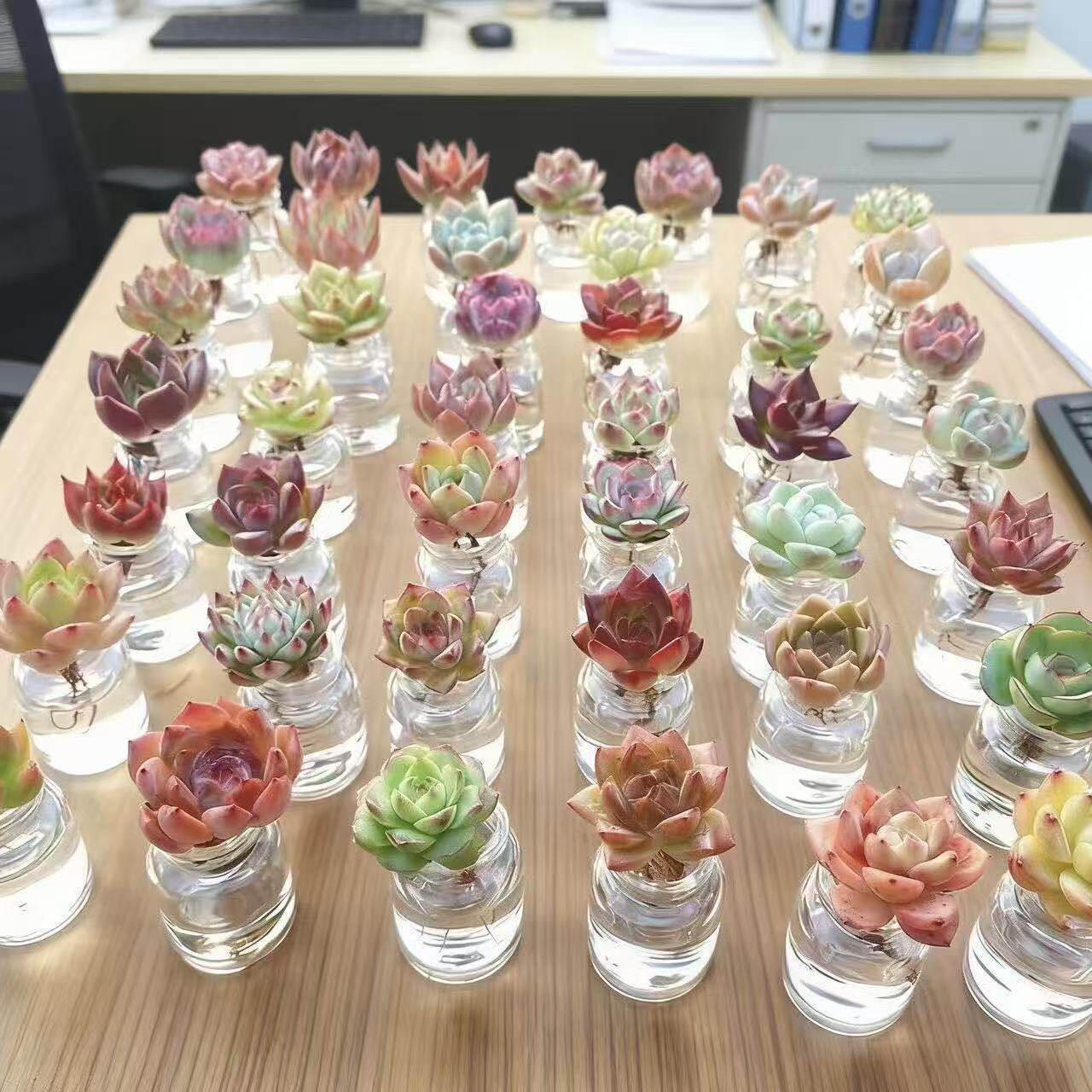 水培多肉植物盆栽懒人桌面小摆件