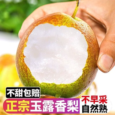 大牛推荐梨中贵族陕西翡翠香梨玉露香脆甜多汁精品5斤9斤