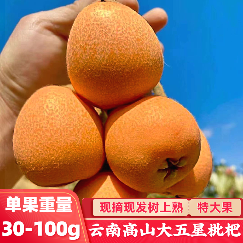 顺丰重庆正宗大五星枇杷 新鲜琵琶水果树上熟当季特大果5斤土琵芭